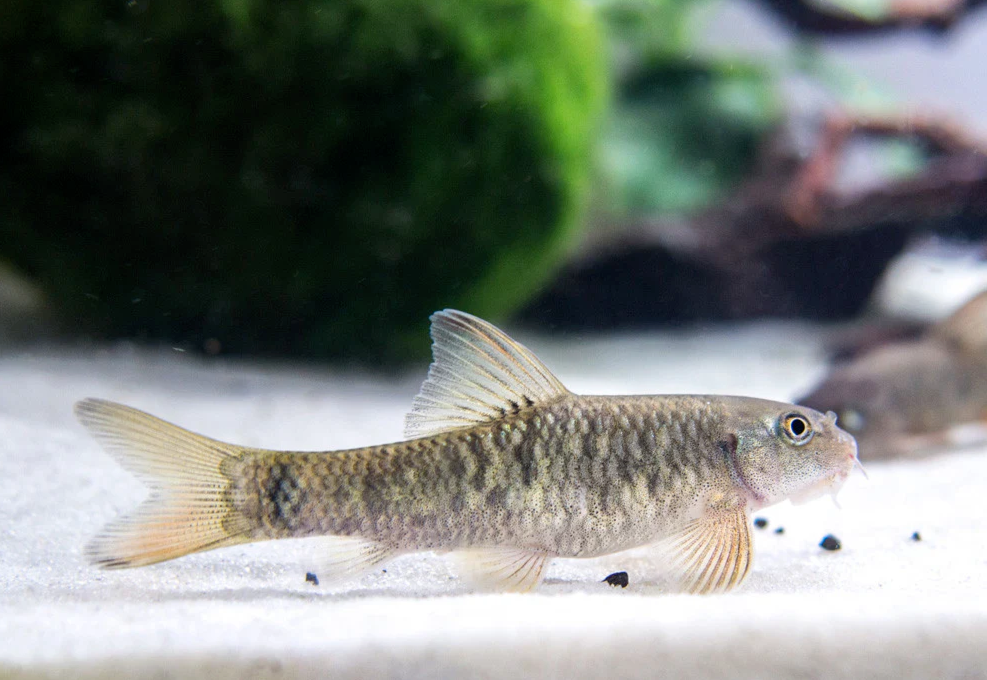 🩺 3 pack - Doctor's Loach - Garra Rufa Freshwater Live Fish FAST SHIP