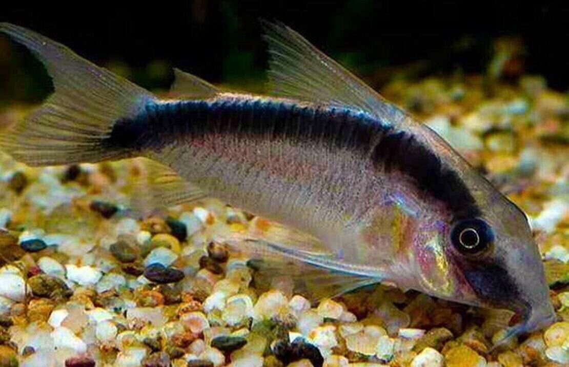 5 Corydora Arcuatus Medium - Large Skunk Cory bottom dweller school! Live Fish