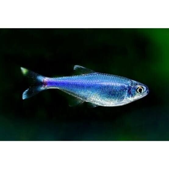 12-Pack Blue Tetra med-lrg Vibrant Live Fish Colorful FAST SHIP