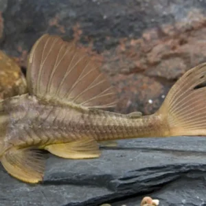 Blue Eye Violet Red Bruno L137 Pleco - 3"-4" Live Fish Add to Pleco Collection