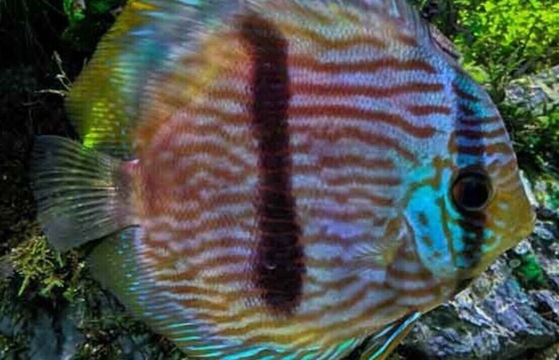 Heckel Discus 2.5" Discus Healthy Live Fish tropical aquarium