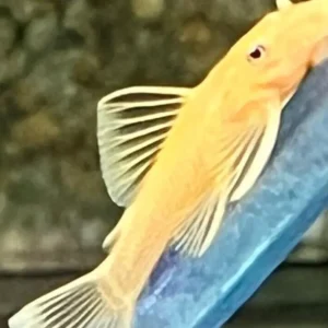 2 Golden Blue Eye Ancistrus 1.5" Pleco Live Fish FAST SHIP Gotta have one!