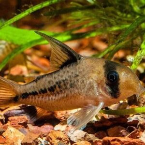 6 Corydora Deckeri 1.5" - 2" - great addition to any community tank! Live Fish