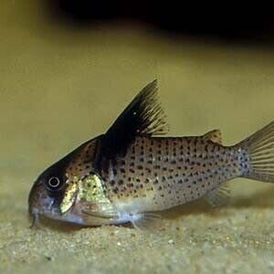 5 Corydora Melanistius Large Healthy bandit corydoras FAST SHIP LIVE FISH