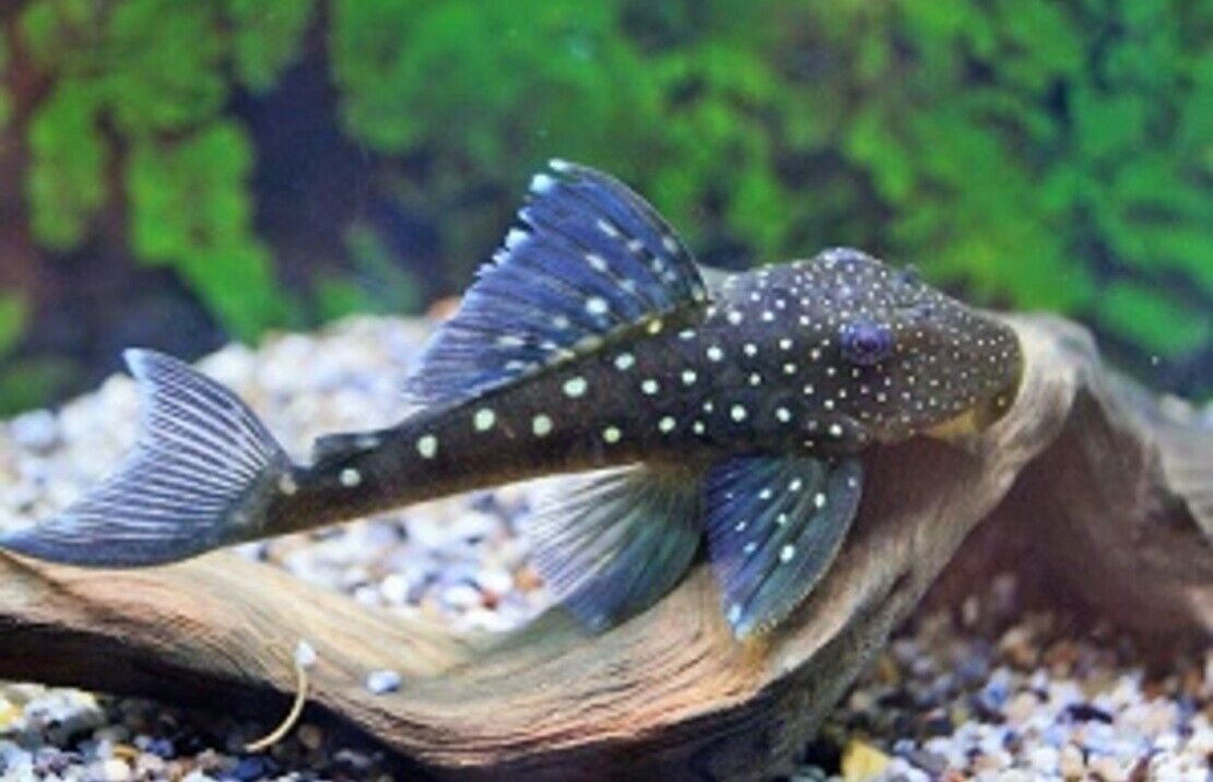 L128 Blue Phantom Pleco 3.5-4" Wild Caught - Live Fish Fast Shipping Collectible
