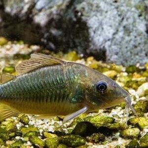 5 Green Emerald Catfish. Peru XL Brochis Splendens! Healthy, Corydora Live Fish