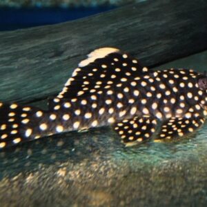 L177 Golden Nugget Pleco MED Wild Caught Live Fish Healthy Plecos Stunner