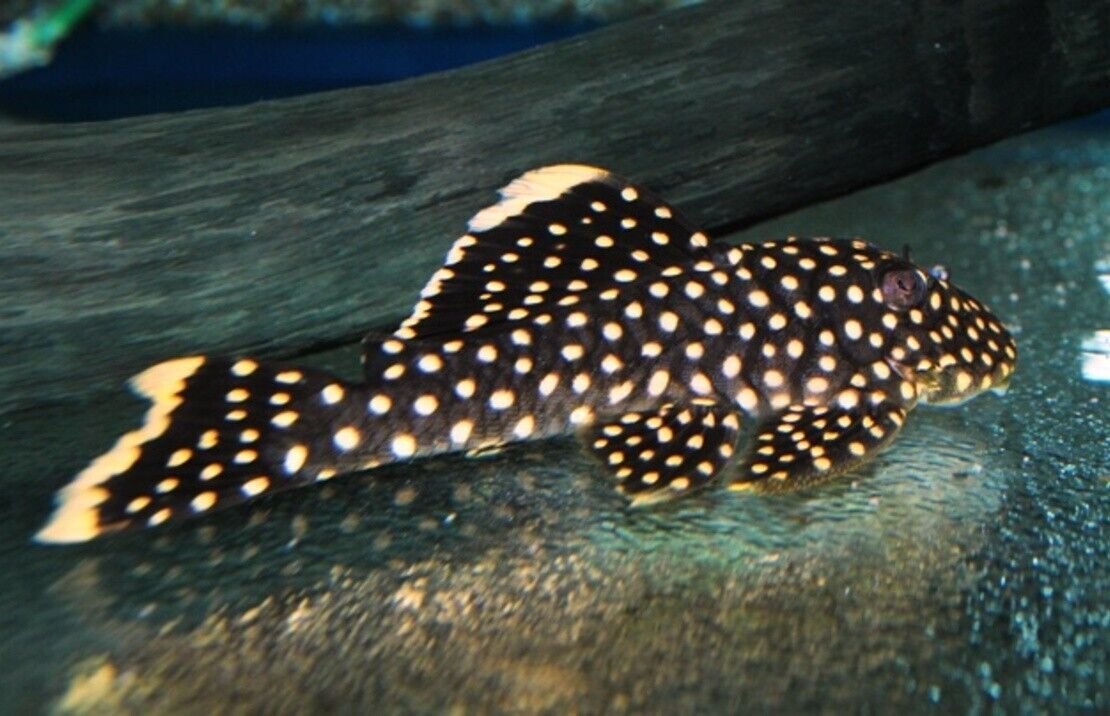 L177 Golden Nugget Pleco MED Wild Caught Live Fish Healthy Plecos Stunner