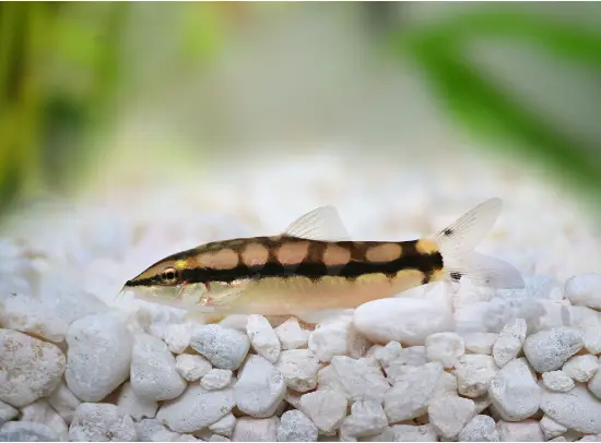 🔗 Dwarf Chain Loach Med. (Ambastaia sidthimunki) – Lively, Social & Excellent Snail-Control Loach