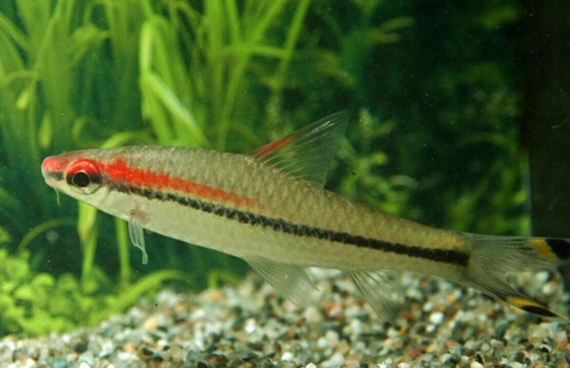 3x Roseline - Denisonii Barb - Sahyadria denisonii - Live Fish (2"+)