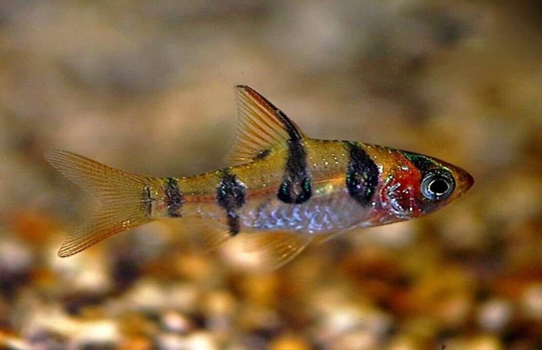 Orange Rhombo Barb RARE live fish beautiful active Barb for collectors