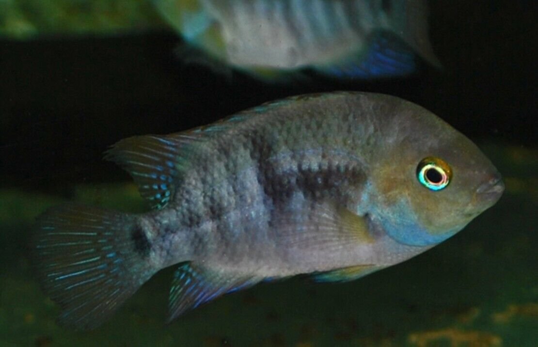 3 T-Bar Cichlids Cryptoheros Sajica Live Fish 1" -1.5" African Cichlid