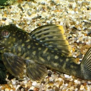 Orange Seam Pleco L106 Approx. 1.5" Wild Caught Live Fish FAST SHIP Pleco