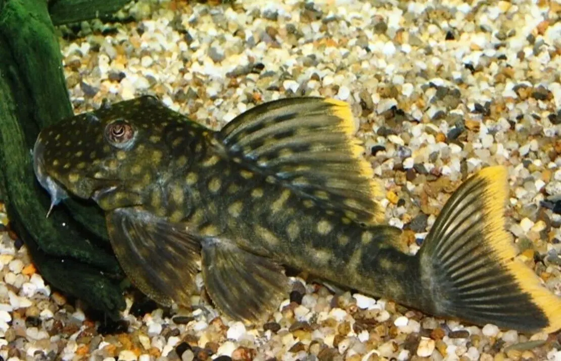Orange Seam Pleco L106 Approx. 1.5" Wild Caught Live Fish FAST SHIP Pleco