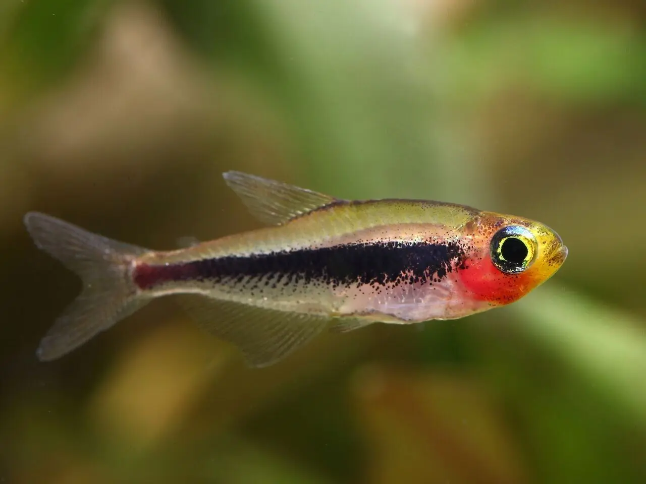 🌟 5 Tucano Tetras Tucanoichthys tucano – A Striking and Rare Beauty Live Fish