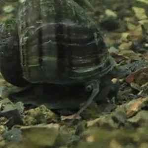 3 Black Mystery Snails (3-Pack Small) Live Freshwater Algae Eaters Tank Cleaners