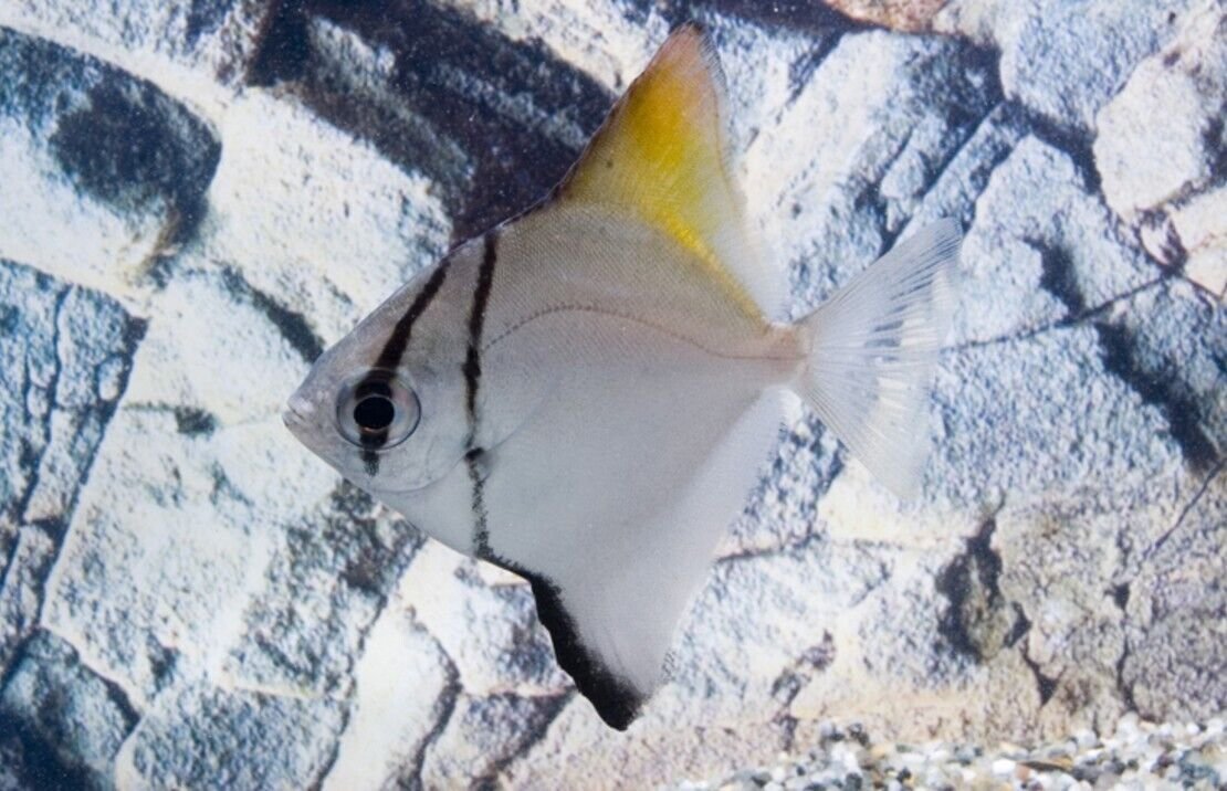 2 RARE Monodactylus Argenteus Live and Healthy Malaysian Angel 1.25" Live Fish