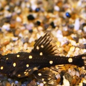 L155 Adonis Pleco / Acanthicus Adonis - 1.5"-2” Live Fish Healthy Plecos Stunner