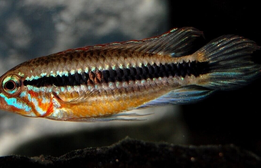 Apistogramma Mendezi Santa Isabel PAIR- Dwarf Cichlids! Healthy Live Fish