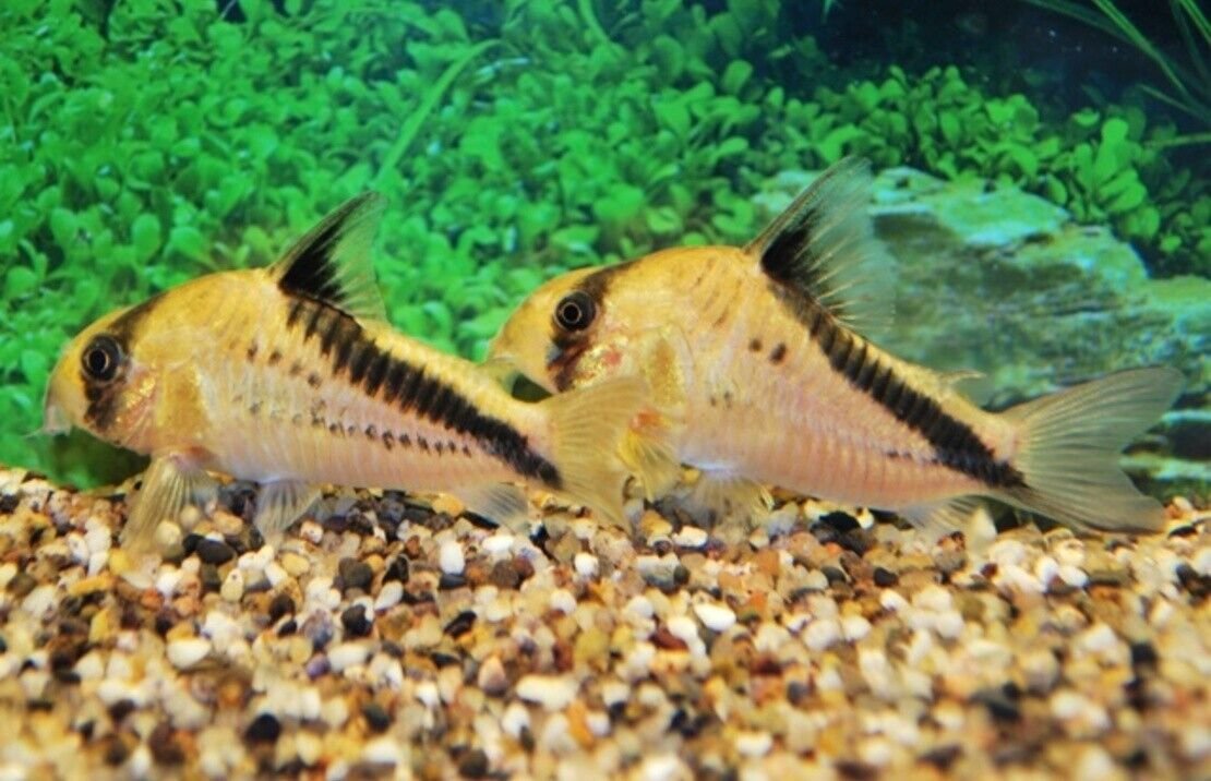 ๐ 5 Melini Corydoras False Bandit Cory Med-Lrg - Nano Wonders ! ๐CRAZY PRICE Live Fish