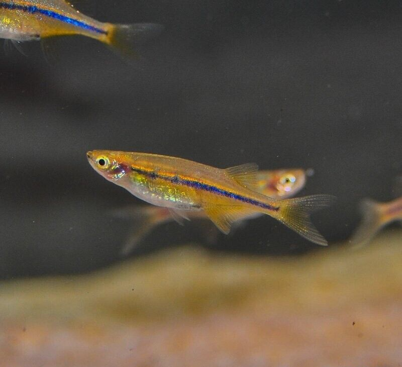 6 Dadio Danio Orange Hatchet - Stunning Aquatic Charm! Tropical Fish