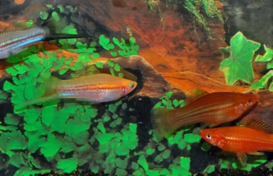 5 Swordtail Fish Active Healthy Fish Mixed Colors & Genders Live Fish