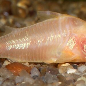 (3 Pack) Albino Corydoras Paleatus - Cory Catfish - Live Fish Awesome Lively