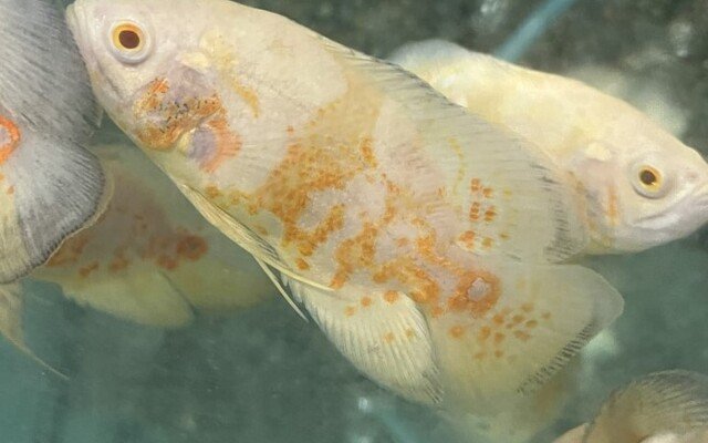 2x Lemon Oscars 1.75" Astronotus Ocellatus Live FAST SHIP