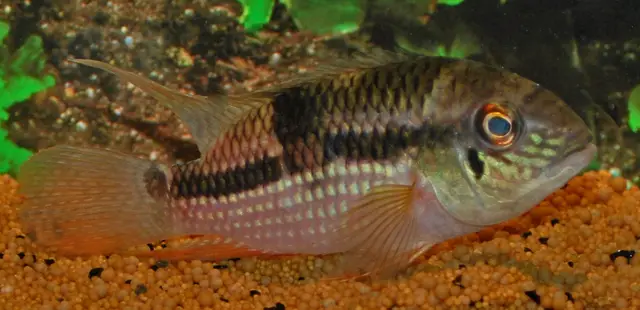 Aquidens Metae (Yellow Acara) Cichlid 1.5" - 2" Electrify Your Aquarium - Image 2