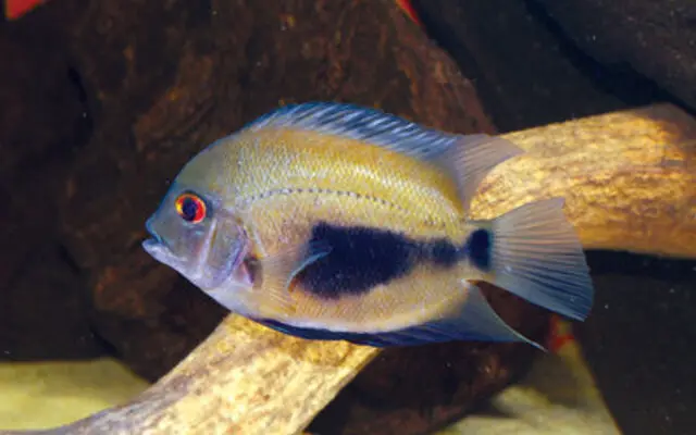 Uaru Cichlid Live Fish 1.5" - 2" Uaru Amphiacanthoides Live Fish Aquarium