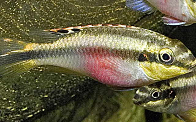 3 Kribensis Cichlid Small 1.25" - 1.5" Live Fish Unique African Cichlid Species Aquarium - Image 2