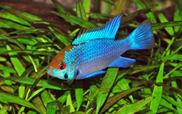 🐟 Electric Blue Rams- Microgeophagus Ramirezi FAST SHIP