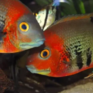 2x Orange Shoulder Severum (Small) RARE Limited quantity