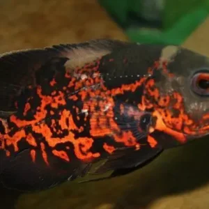 Red Tiger Oscar 1.5" Live Tropical Aquarium Fish