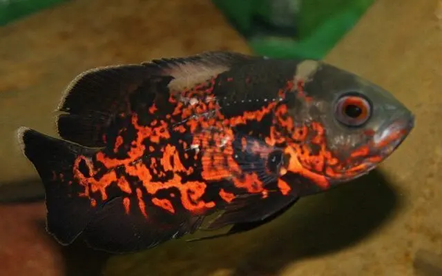 Red Tiger Oscar 1.5" Live Tropical Aquarium Fish