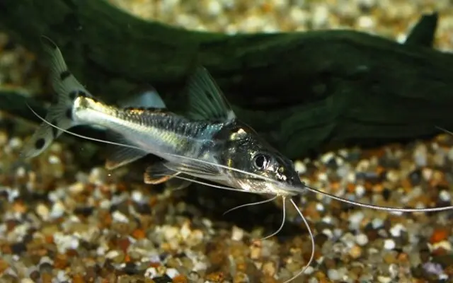 🐟3x Pictus Peru Catfish Wild Caught MED - Awesome Active Swimmers Live Freshwater Fish