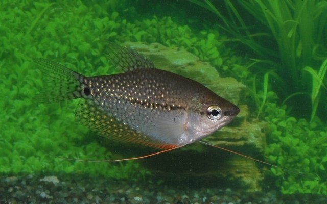2 Exquisite Pearl Gourami 1.5" - 2" Stunning Tropical Fish - Fast Shipping