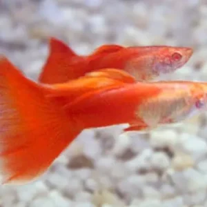 6x MALE Red Moscow Guppies, Live Fish. Healthy Active Beautiful Guppy
