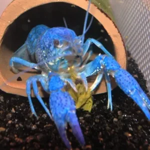 Electric Blue Claw Lobster 2"- 2.5"