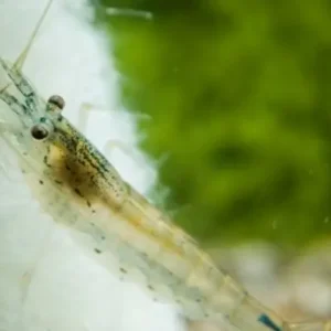5 Algae Eating Shrimp Caridina Japonica Live Freshwater Shrimp fun Addition