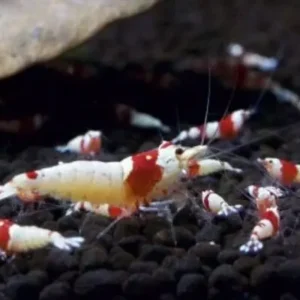 Crystal Red Shrimp Caridina sp. Crystal Red Live Freshwater Shrimp fun Addition
