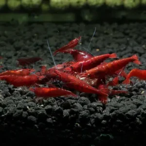 3 Bloody Mary Shrimp Neocardinia Davidi Live Freshwater Shrimp fun Addition