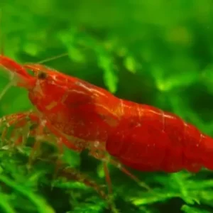 5 Red Cherry Shrimp medium Size