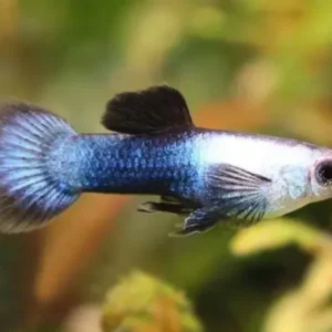6x MALE Blue Panda Guppies, Live Fish. Healthy Active Strikingly Beautiful Guppy