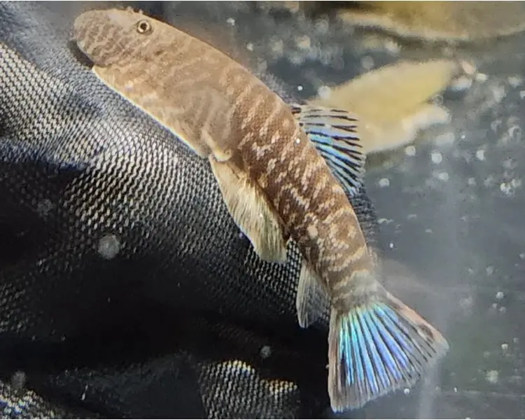 Blue Zebra Borneo Butterfly Loach Small - Image 2