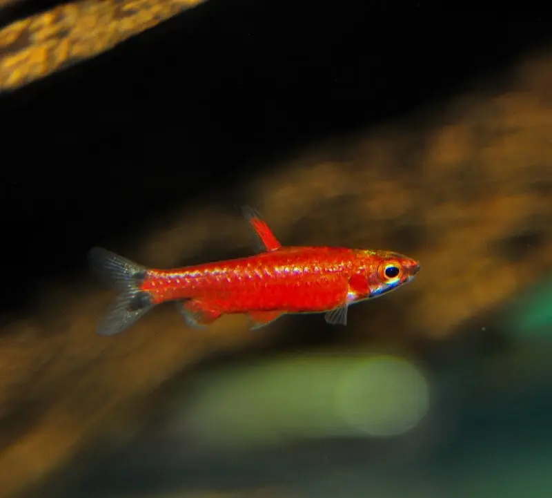 🔥 Cenepa Red Pencil Fish
