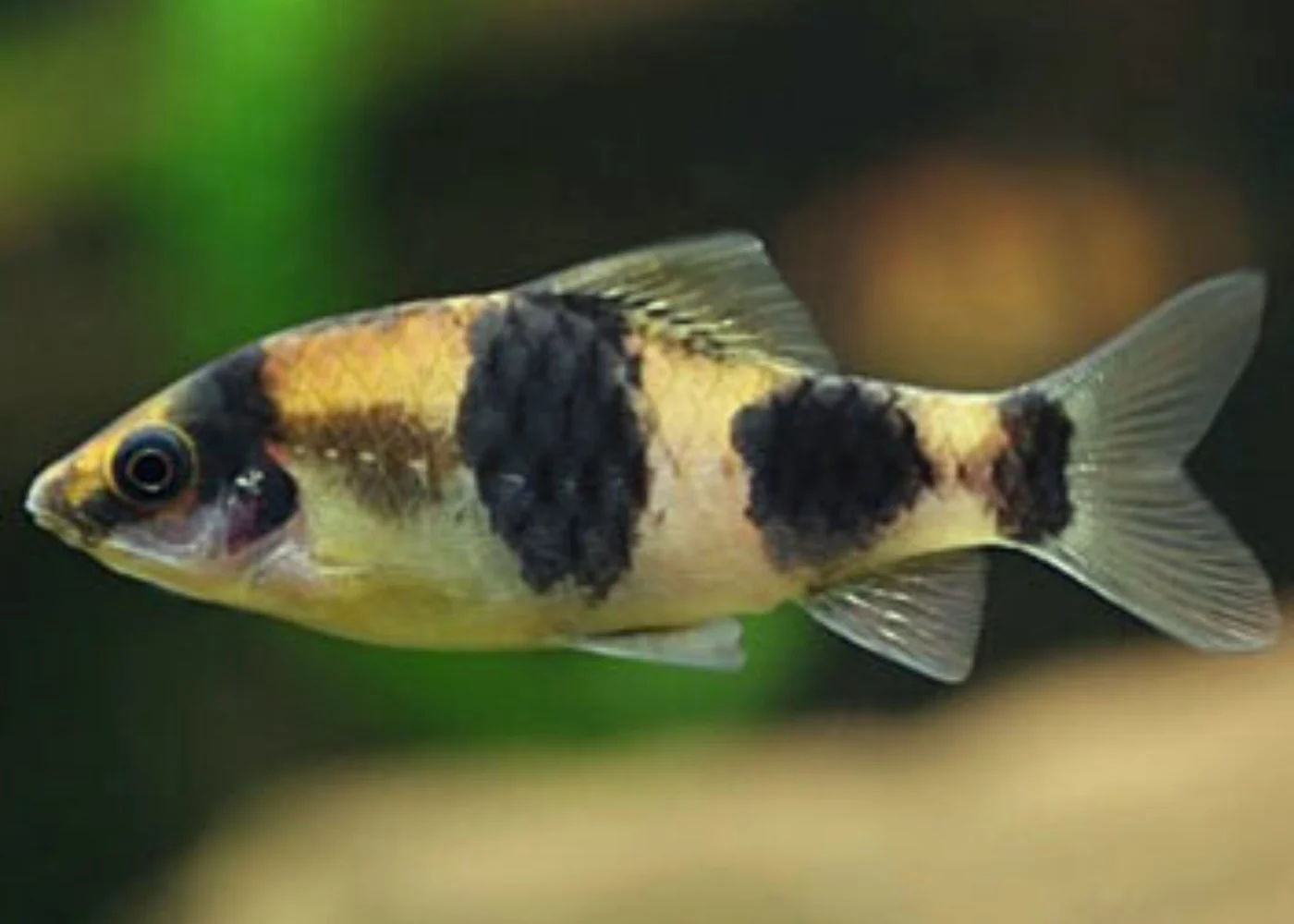 Indian Melon Barb – Active Peaceful Freshwater Schooling Fish