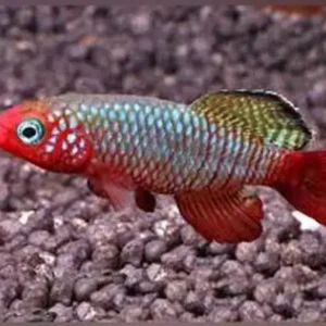 PAIR Red Fin Notho Killie Fish