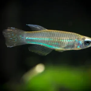 3 Pack of Neon Stripe Lampeye Killie beautiful Live Fish Freshwater Aquarium