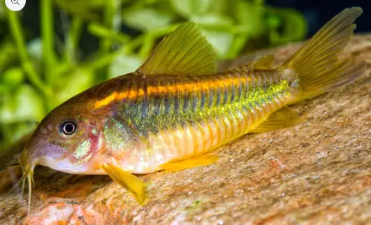Corydora Gold Laser Small size Live Fish
